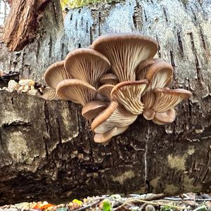 Oyster Mushroom