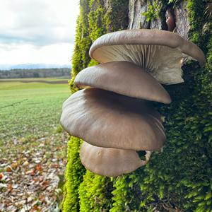 Oyster Mushroom