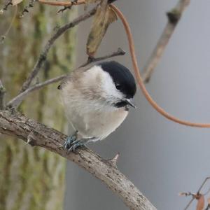 Marsh Tit