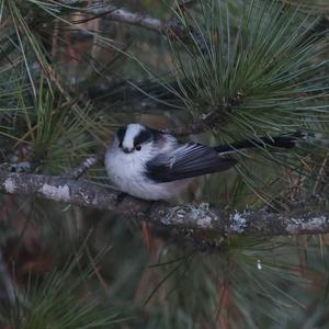 Long-tailed Tit