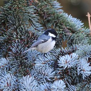 Coal Tit