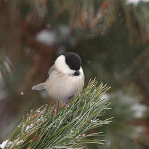 Willow Tit