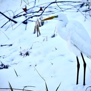 Great Egret