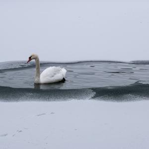 Höckerschwan