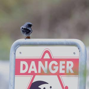 Black Redstart