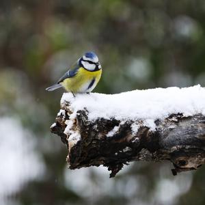 Blue Tit