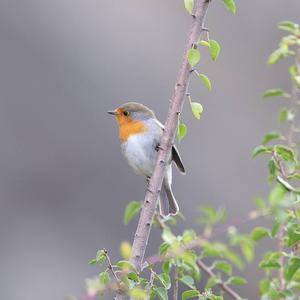 European Robin