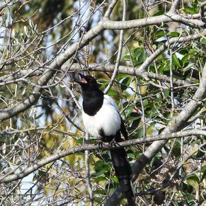 Black-billed Magpie