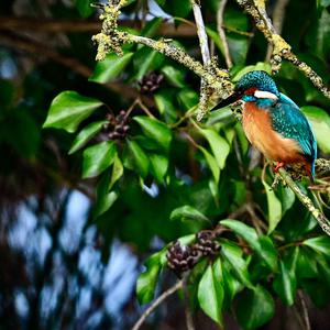 Common Kingfisher