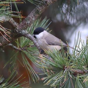 Willow Tit