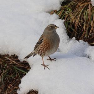 Alpine Accentor