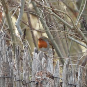 European Robin