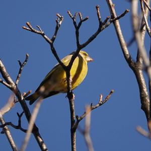 European Greenfinch