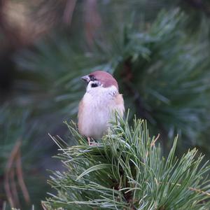 Eurasian Tree Sparrow