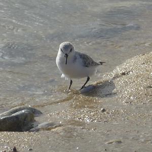 Sanderling