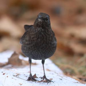 Eurasian Blackbird