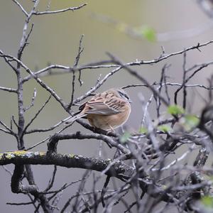 Rock Bunting