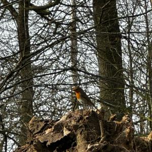 European Robin