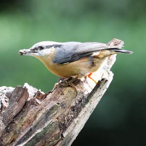 Wood Nuthatch