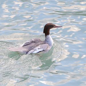 Common Merganser