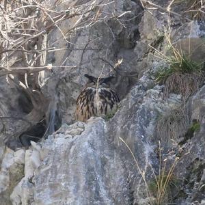 Eurasian Eagle-owl