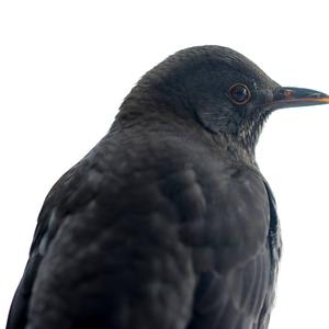 Eurasian Blackbird