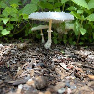 Anise-scented Clitocybe