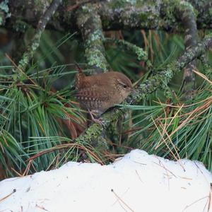 Winter Wren