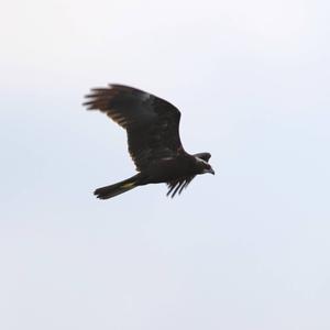 Western Marsh-harrier