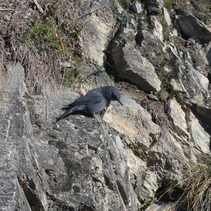 Blue Rock-thrush