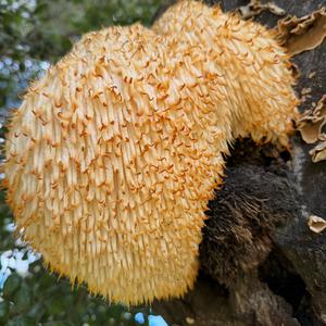 Unknown Species