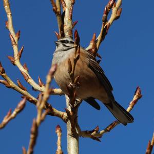 Rock Bunting