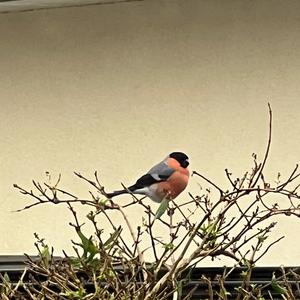 Eurasian Bullfinch