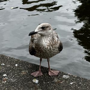 Parasitic Jaeger