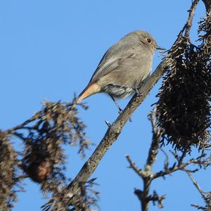 Black Redstart