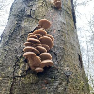 Oyster Mushroom