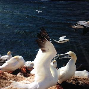 Northern Gannet