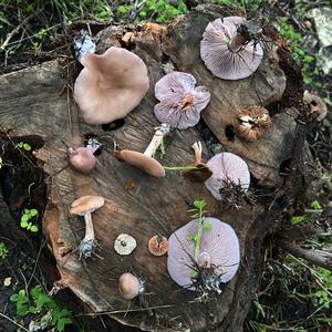 Unknown Species
