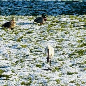 Eurasian Spoonbill