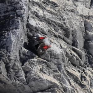 Wallcreeper