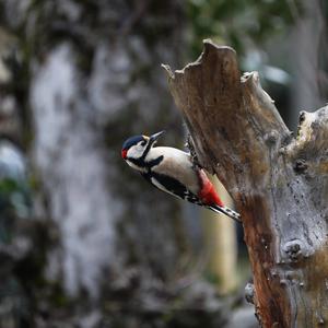 Great Spotted Woodpecker