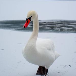 Mute Swan