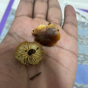 Unknown Species