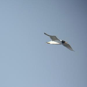 Pallas's Gull