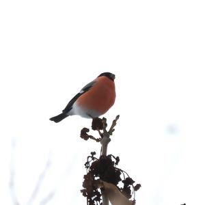 Eurasian Bullfinch