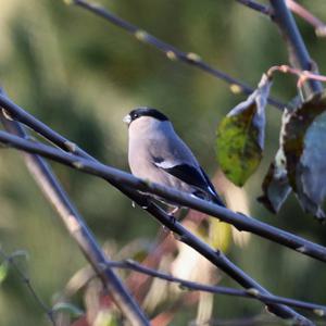 Eurasian Bullfinch