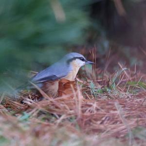 Wood Nuthatch