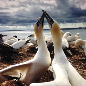 Northern Gannet