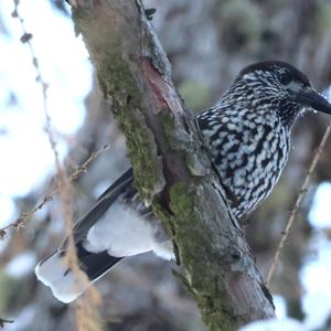 Spotted Nutcracker