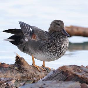 Gadwall